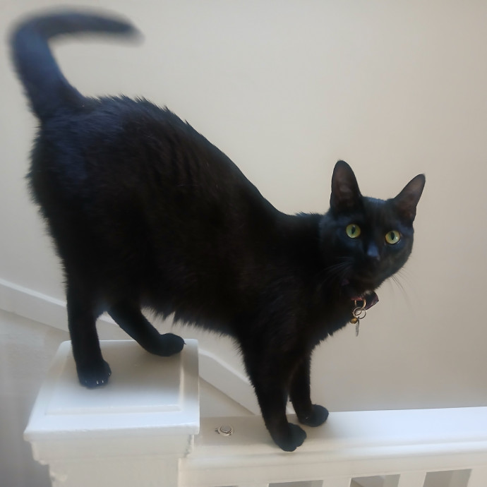 San Francisco Cat Sitting With Osa photo 2