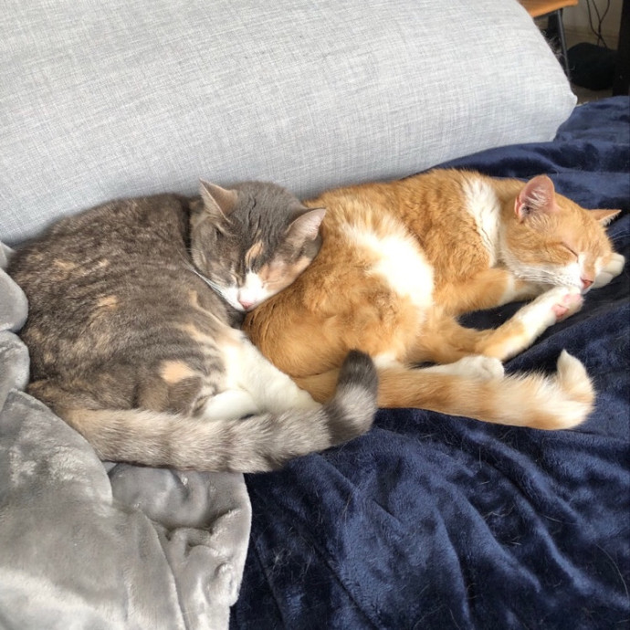 Meo And Girl Kitty's Mommy