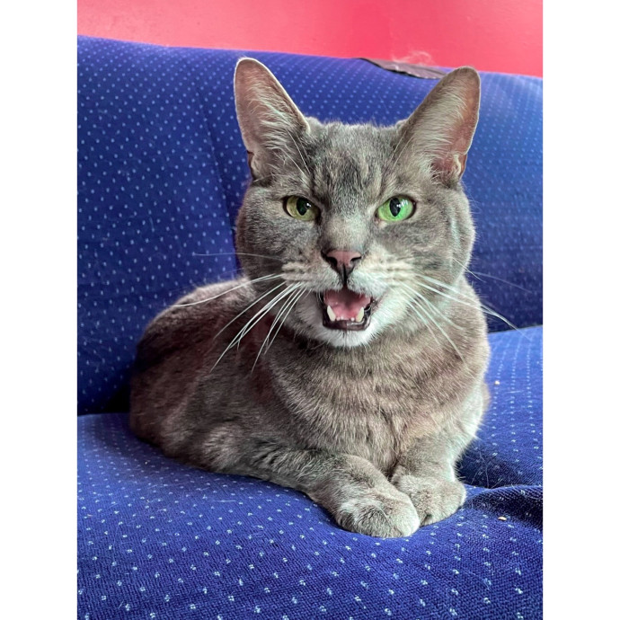 Erica's Pawsitive Vibes Cat-Sitting