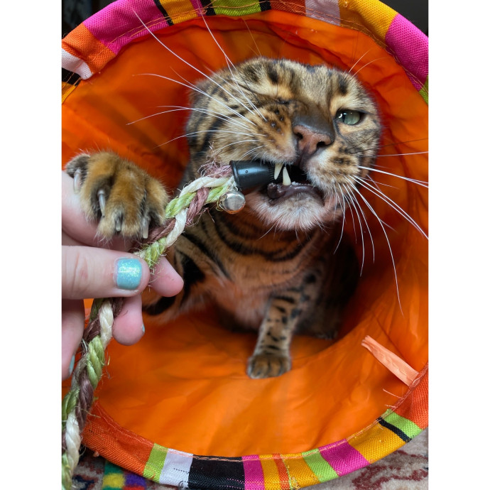 Erica's Pawsitive Vibes Cat-Sitting
