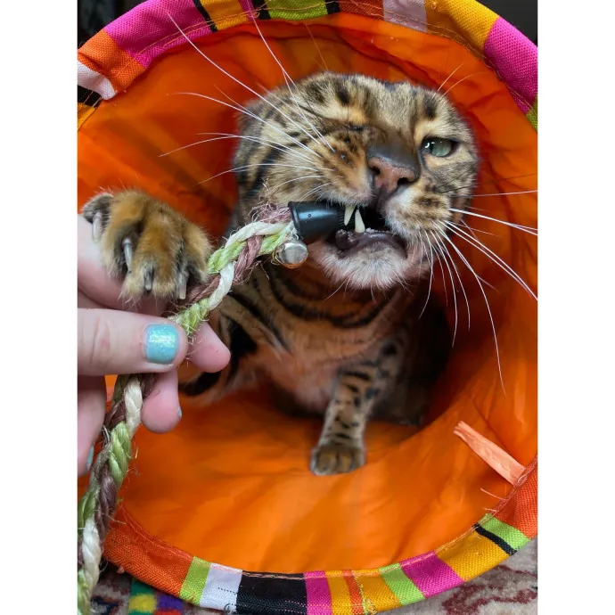 Erica's Pawsitive Vibes Cat-Sitting
