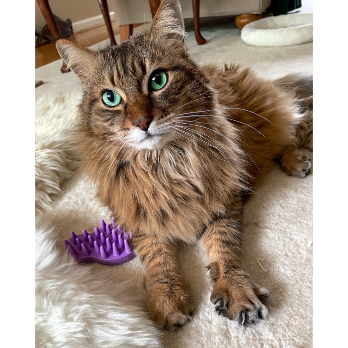 Erica's Pawsitive Vibes Cat-Sitting