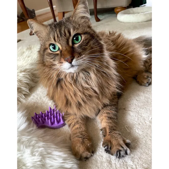 Erica's Pawsitive Vibes Cat-Sitting