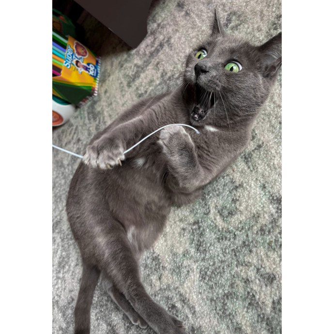 Erica's Pawsitive Vibes Cat-Sitting