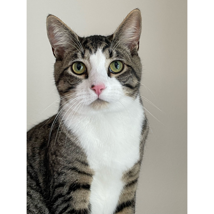 Erica's Pawsitive Vibes Cat-Sitting