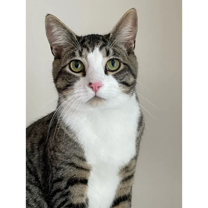 Erica's Pawsitive Vibes Cat-Sitting