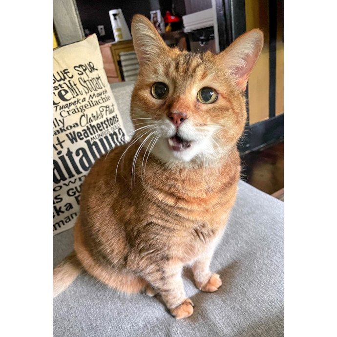 Erica's Pawsitive Vibes Cat-Sitting