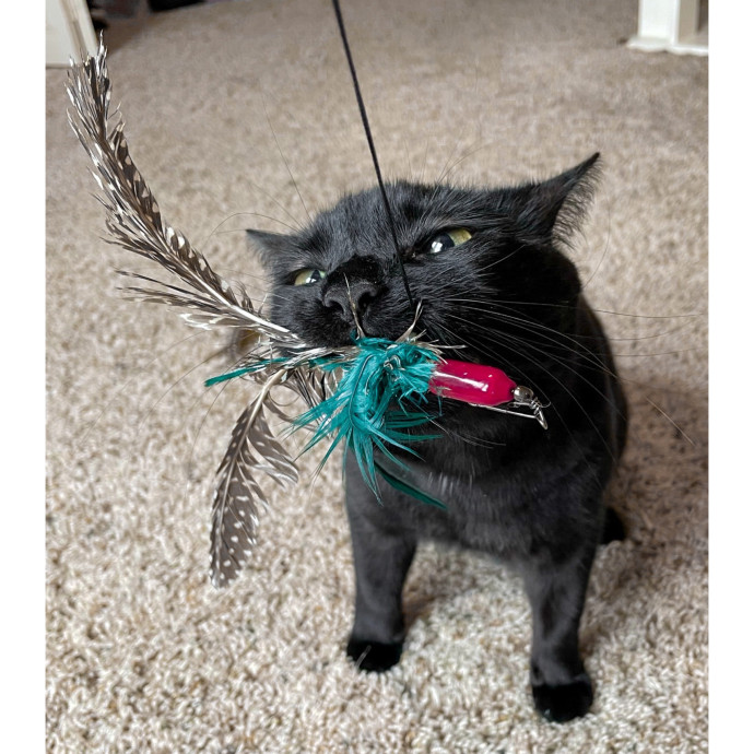 Erica's Pawsitive Vibes Cat-Sitting