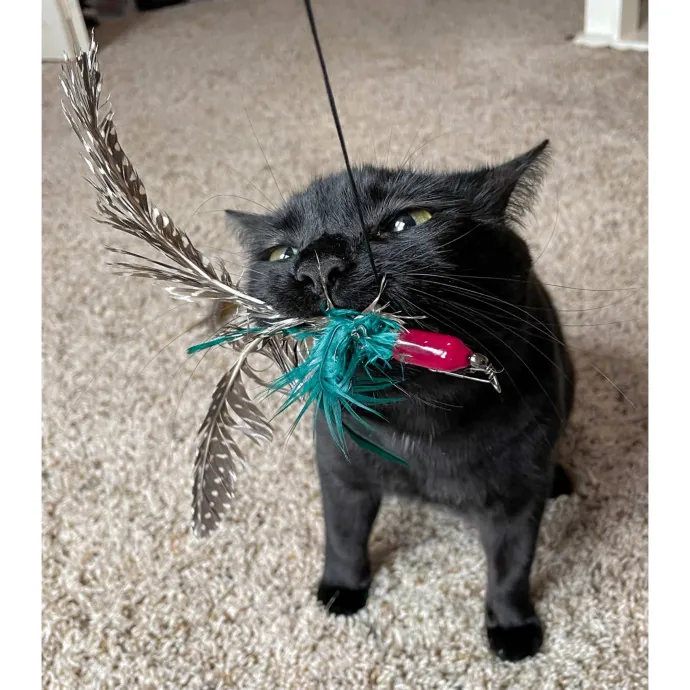Erica's Pawsitive Vibes Cat-Sitting