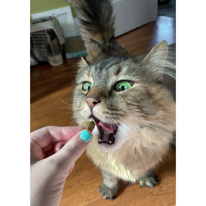Erica's Pawsitive Vibes Cat-Sitting