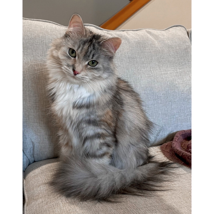 Erica's Pawsitive Vibes Cat-Sitting