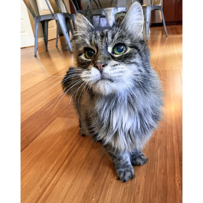 Erica's Pawsitive Vibes Cat-Sitting