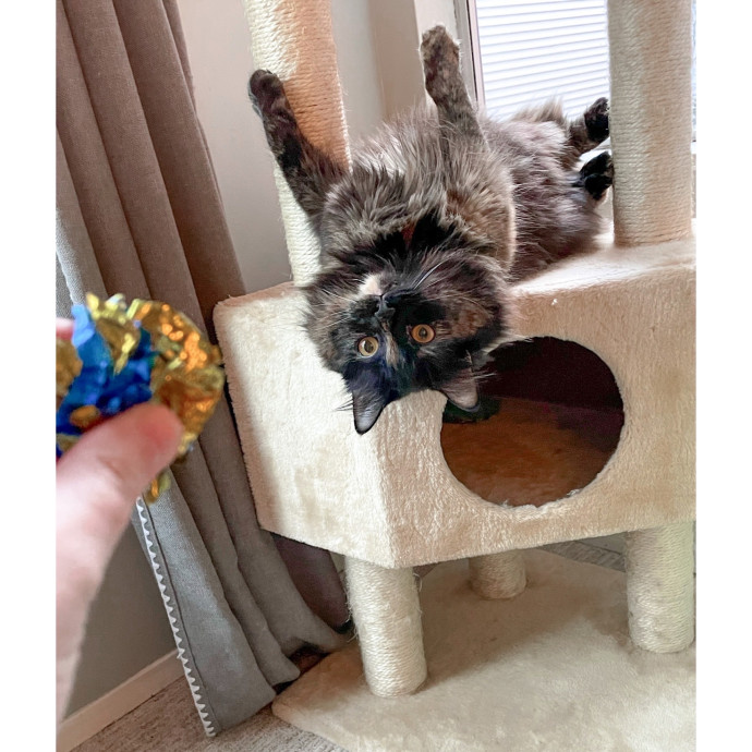 Erica's Pawsitive Vibes Cat-Sitting
