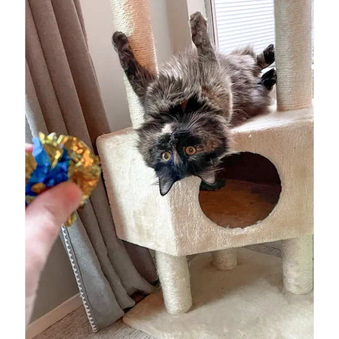 Erica's Pawsitive Vibes Cat-Sitting