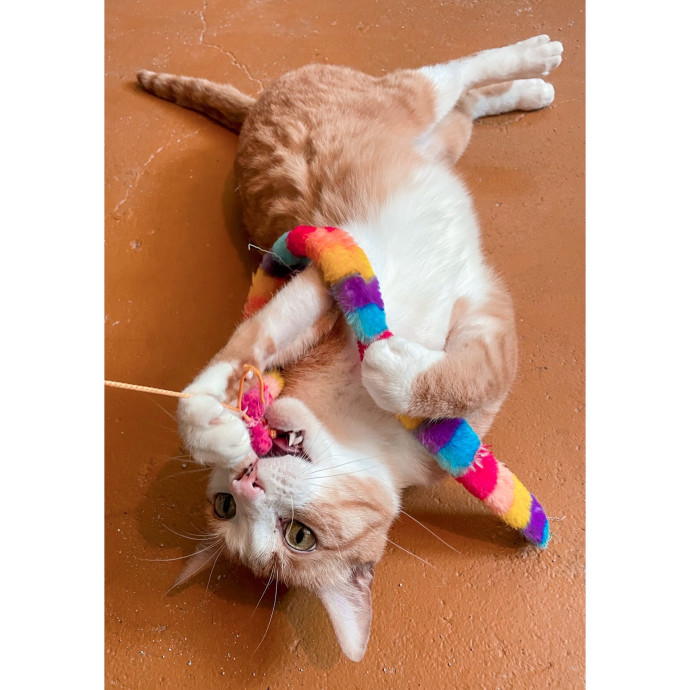 Erica's Pawsitive Vibes Cat-Sitting