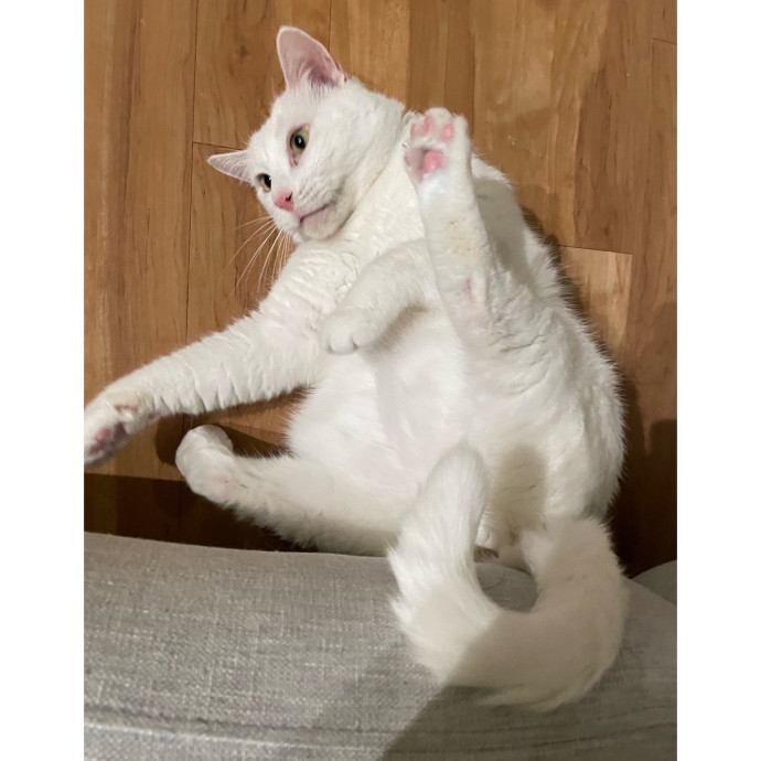 Erica's Pawsitive Vibes Cat-Sitting