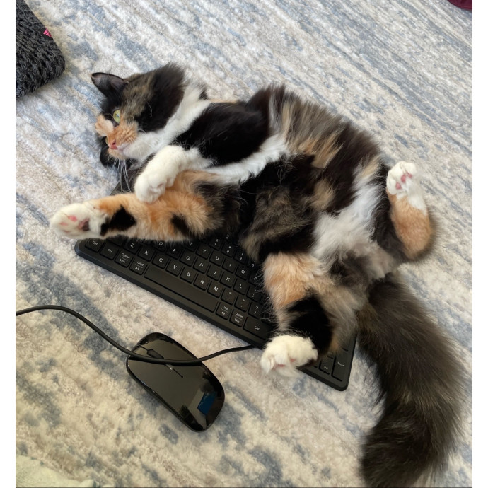 Erica's Pawsitive Vibes Cat-Sitting