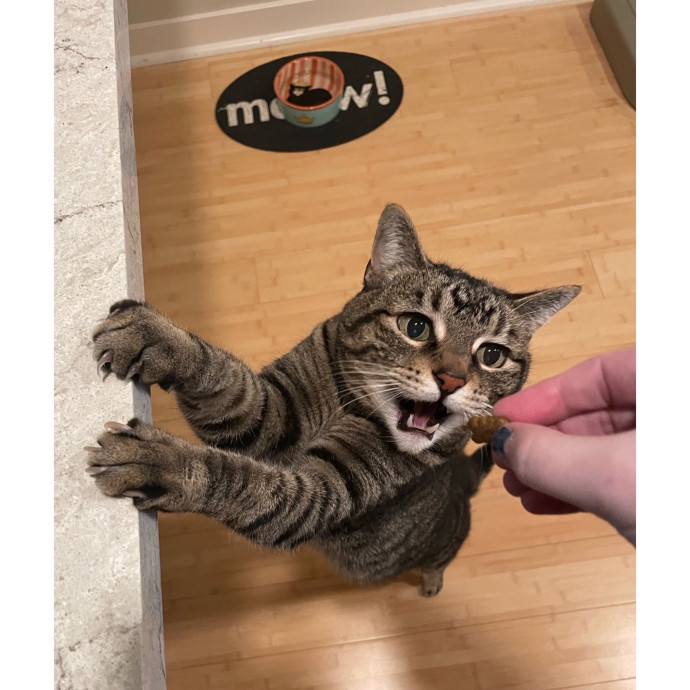 Erica's Pawsitive Vibes Cat-Sitting