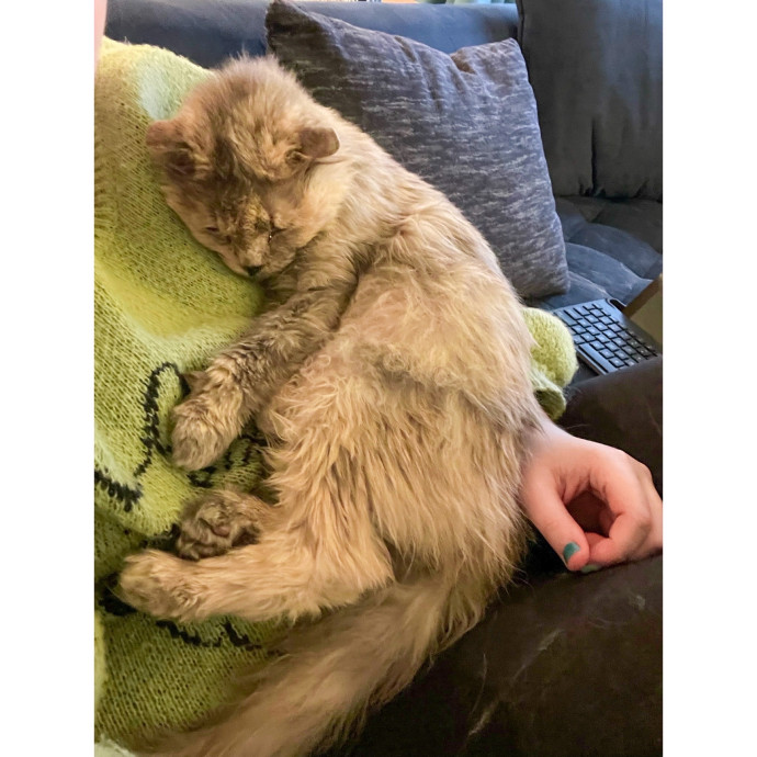Erica's Pawsitive Vibes Cat-Sitting