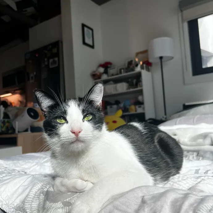 A Memorable Playdate With Your Purry Pal