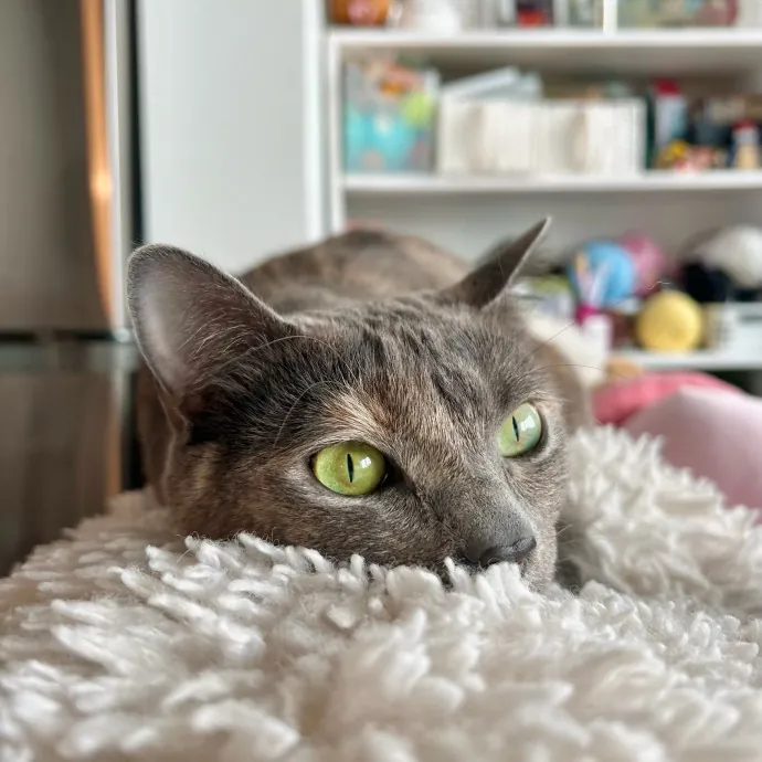 A Memorable Playdate With Your Purry Pal