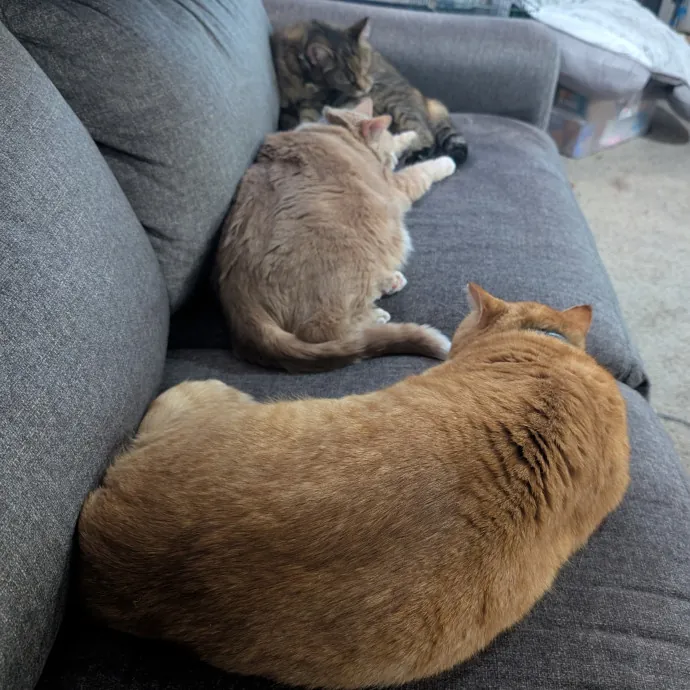 Cat Dad Energy Reliable Care