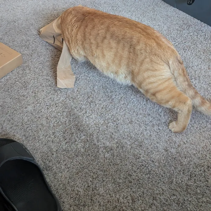 Cat Dad Energy Reliable Care