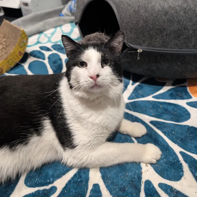 Cat Dad Energy Reliable Care