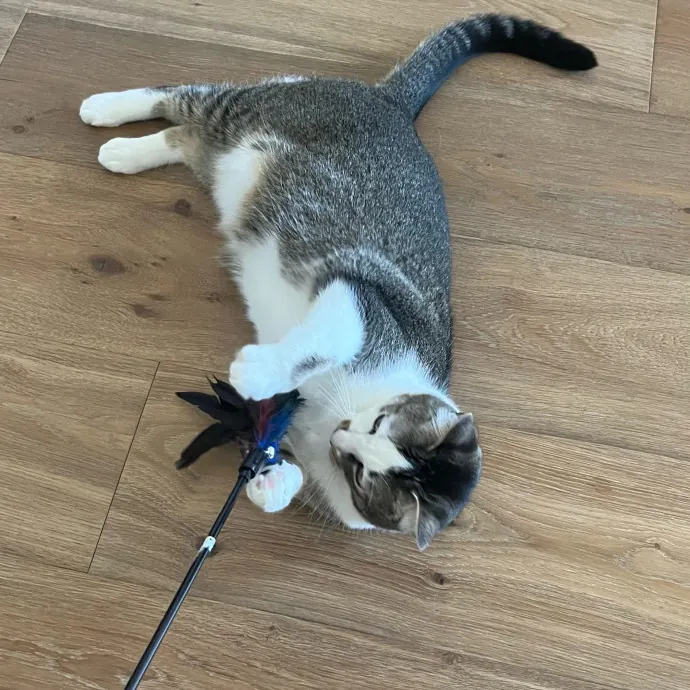 Someone To Make Your Life Easier