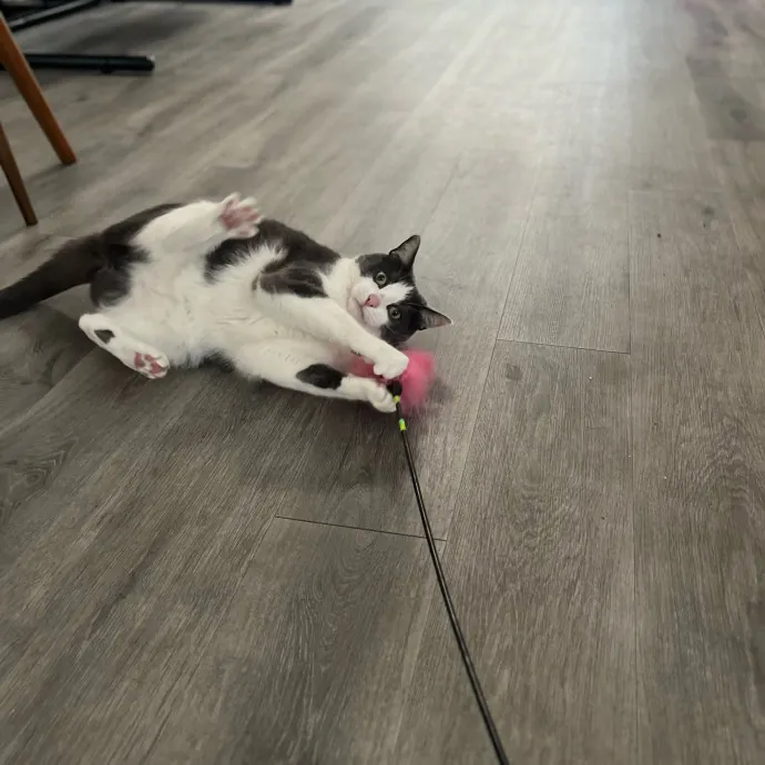 Someone To Make Your Life Easier