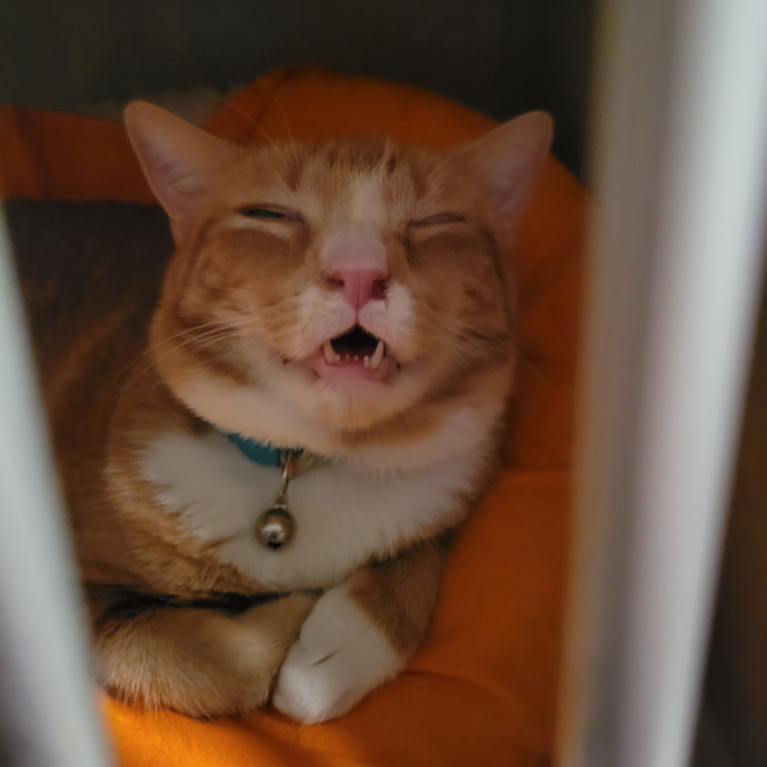 Veterinary Technician Student photo 2