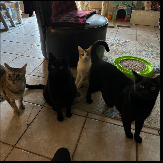 Kym's Cat Care Nw Houston photo 2