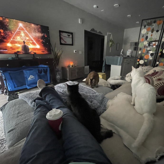 Calm Caring Sitter Cats Love