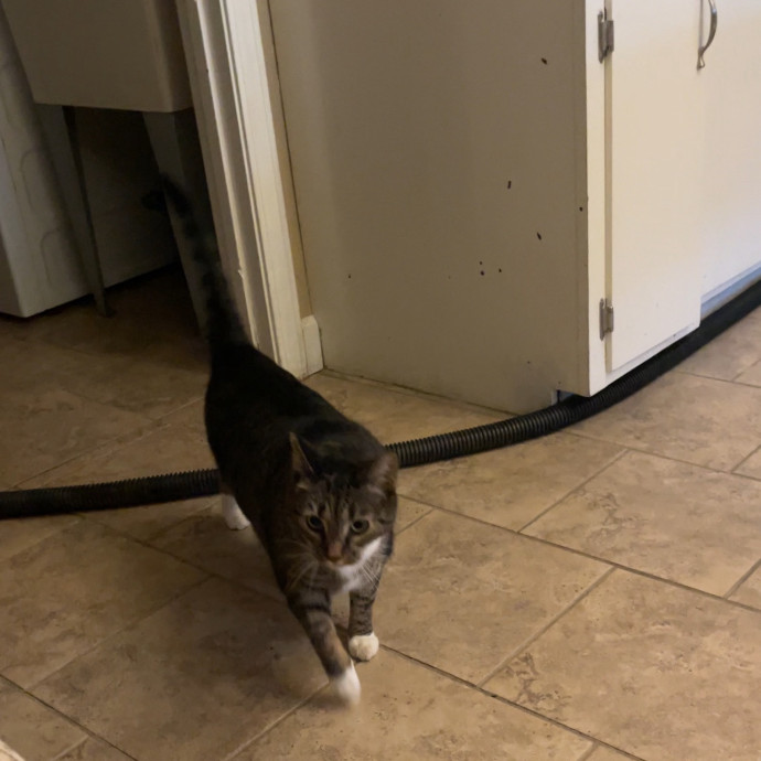 Calm Caring Sitter Cats Love