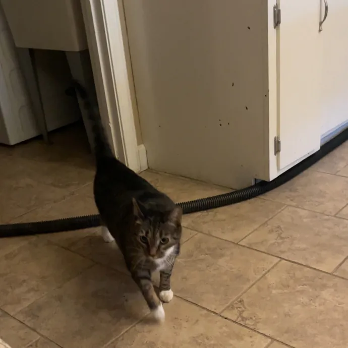 Calm Caring Sitter Cats Love