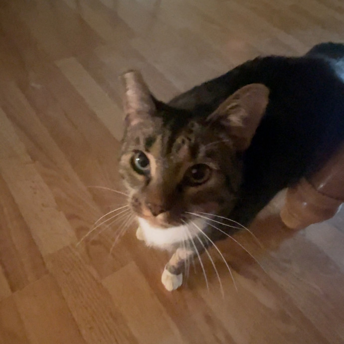 Calm Caring Sitter Cats Love