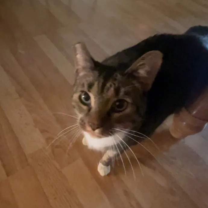 Calm Caring Sitter Cats Love