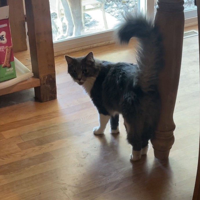 Calm Caring Sitter Cats Love