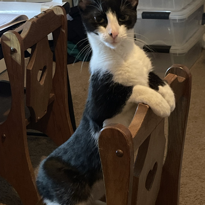 Calm Caring Sitter Cats Love