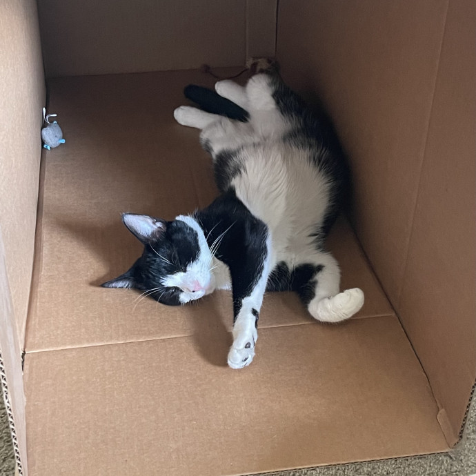 Calm Caring Sitter Cats Love