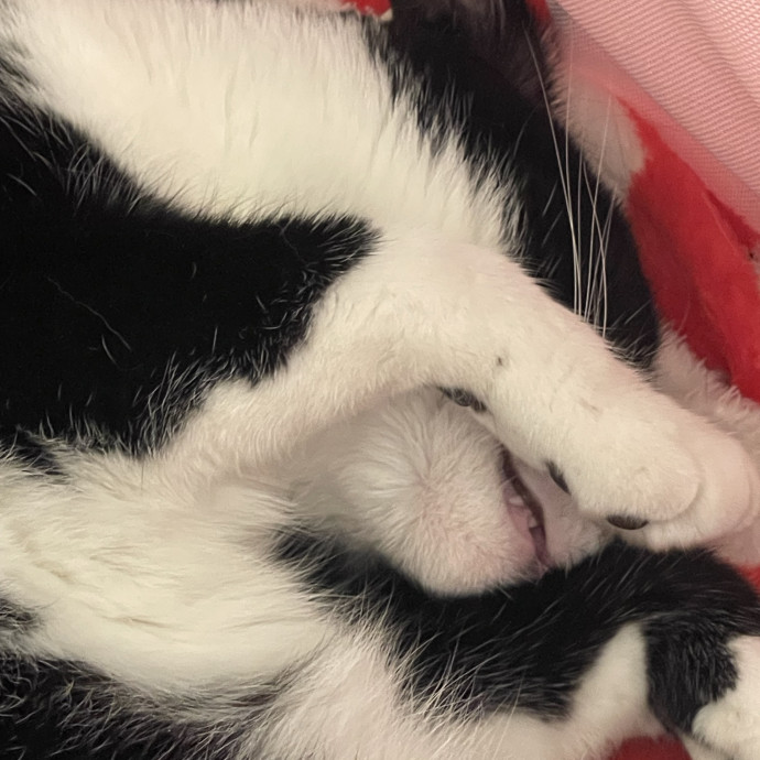 Calm Caring Sitter Cats Love