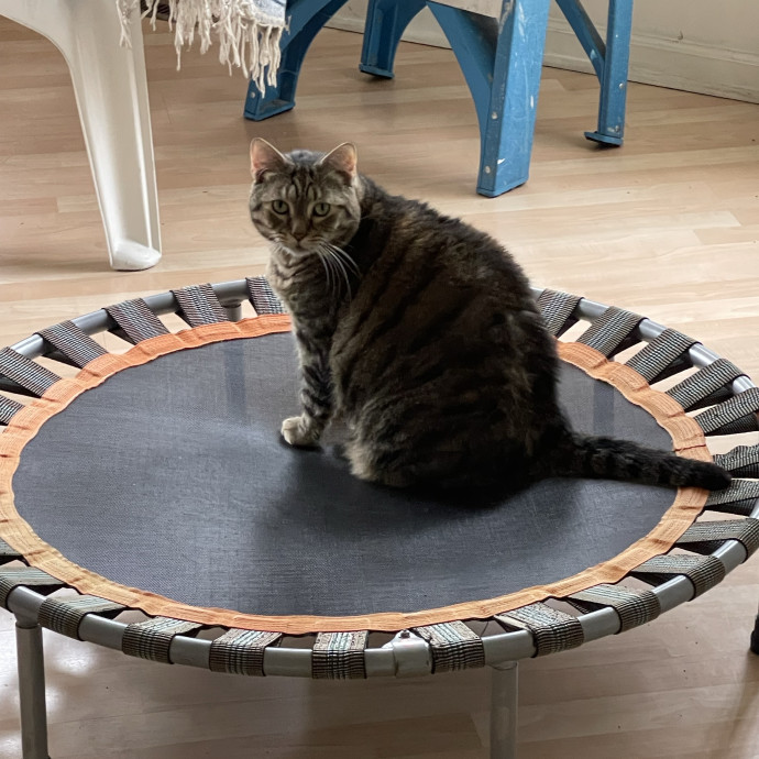 Calm Caring Sitter Cats Love
