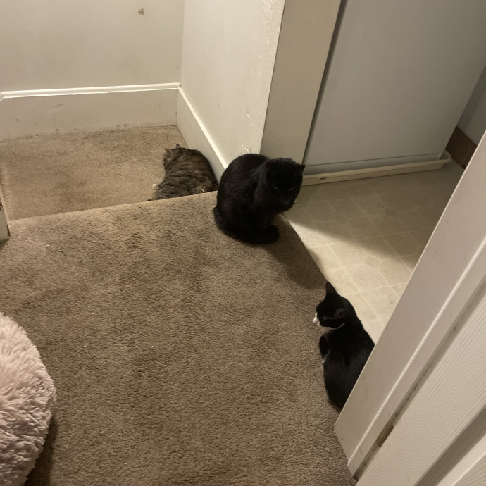 Calm Caring Sitter Cats Love