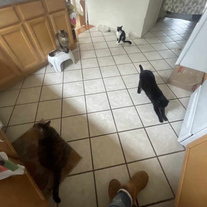 Calm Caring Sitter Cats Love