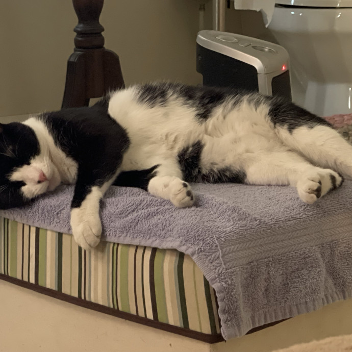 Calm Caring Sitter Cats Love