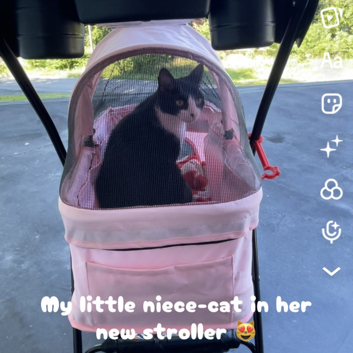 Calm Caring Sitter Cats Love photo 3