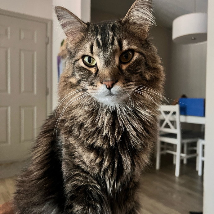 Keeping Your Kitty Content And Happy