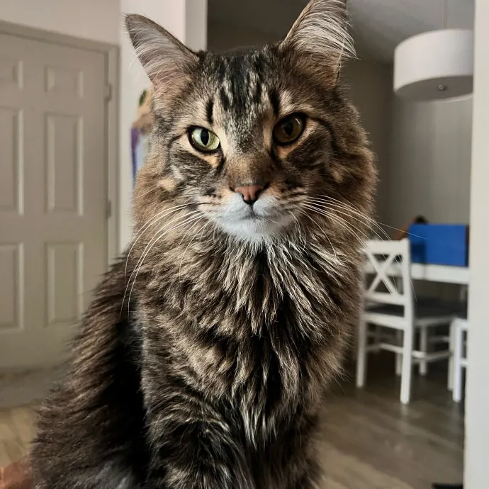 Keeping Your Kitty Content And Happy