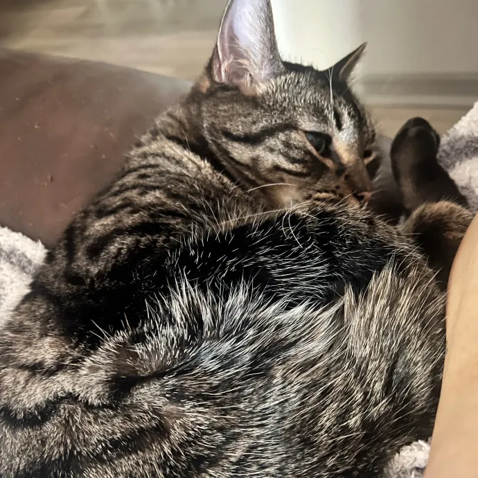 Keeping Your Kitty Content And Happy photo 4