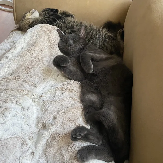 Keeping Your Kitty Content And Happy photo 2